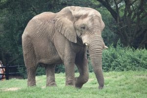 Seeing The Elephant: The Entrepreneur's Challenge of Integrating Advice