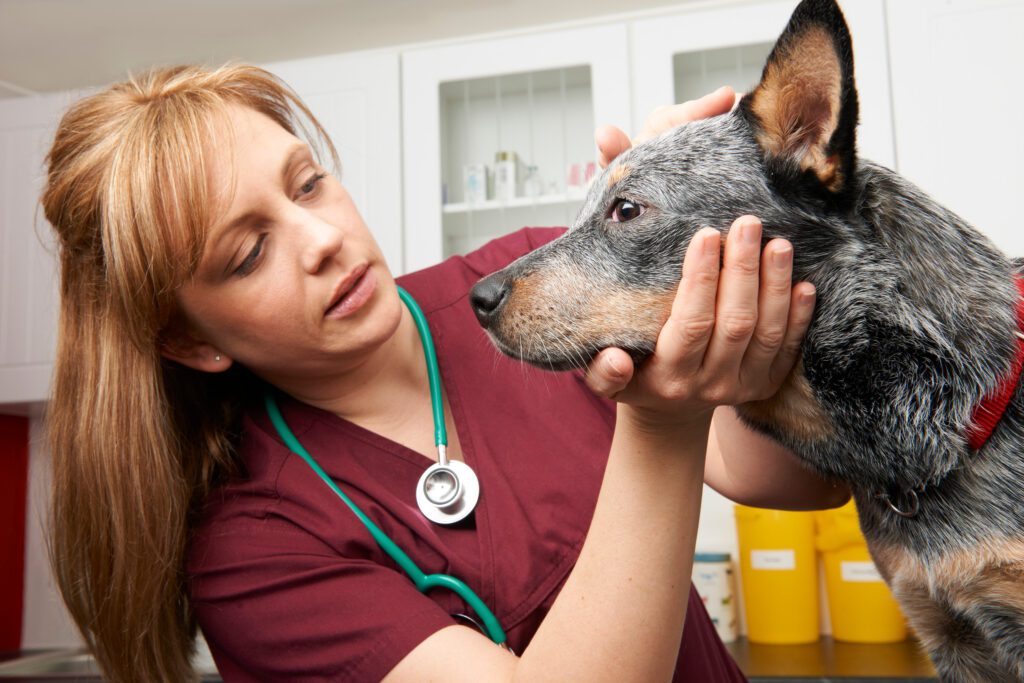 Don’t Practice Veterinary Marketing: Talk to Prospects