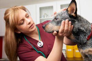 Don’t Practice Veterinary Marketing: Talk to Prospects