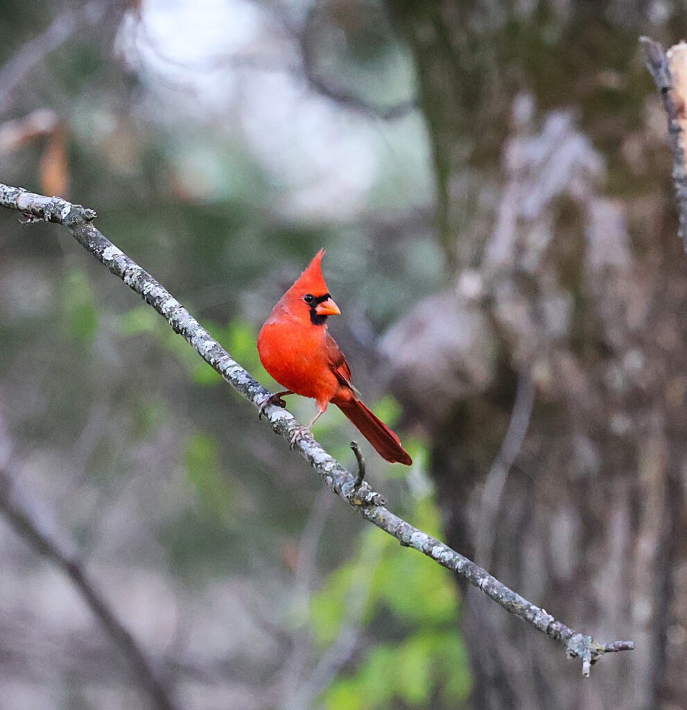 Corinne Roosevelt Robinson: Focus for Effect But Look Beyond Your Own Special Interests