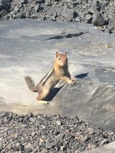 the alert look on the squirrel matches the entrepreneur's ongoing hunt of opportunity.