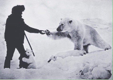 Shooting a bear doesn't make you a badass. Feeding a polar bear while her cub humps your leg makes you a badass.