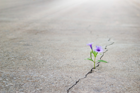 Flower Sidewalk