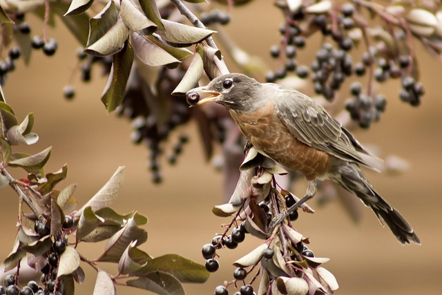 Sharing Value You Co-Create With Customers In the same way that we must share cherries with robins if we want them to nest in our neighborhood, we can only capture a part of the value that our software creates for our customers. In particular, early customers often get a better deal to compensate for the risk of working with an unproven startup. Although Safed offers the Robin that, “We will go Fifty-Fifty on those Cherries,” you are normally only able to capture between 10% and 40% of the hard dollar savings–or profit if your product is used to generate revenue)–you can identify. Tim O’Reilly’s thought provoking post “Work on Stuff that Matters” highlighted three principles: Work on something that matters to you more than money. Create more value than you capture. Take the long view. that I believe are core to creating a viable and sustainable business. Related Blog Posts Early Sales Efforts Foster Value Co-Creation Entrepreneurial Motivation Price Based On Your Value To The Customer’s Situation Tangible Costs, Time, and Pricing to Value Price, Value, and Your Prospect’s Perception of Risk Crafting a Value Proposition Entrepreneurial Mindset: Create Value For Others The Shape of Firms to Come: Key Values and Architectural Philosophy Safed the Sage Stories Barton published 326 of these stories in five volumes between 1917 and 1925: The Parables of Safed the Sage (1917) The Wit and Wisdom of Safed the Sage (1919) In the foreword Barton explains the origin of the name Safed: “So far as we know, no man except the author of these Parables bears or has borne that name. He did not wish to choose a name either from the Bible or from the Arabian Nights, and so invented one. The name was not, however, invented wholly out of nothing. There is in Northern Galilee a village called Safed or Sefet, lying north and a little west from the Sea of Galilee, and plainly visible from the traditional site of the Sermon on the Mount, and believed to be the “city set on a hill, which cannot be hid.” The author visited this site some years ago, and the name came to him somewhat spontaneously as a convenient one for the character which he has assumed in these chapters Safed and Keturah (1921) More Parables of Safed the Sage (1923) Fun and Philosophy of Safed the Sage (1925) Garth Rosella and Stan Flewelling collected 80 of William Eleazar Barton’s stories in “Parables of a Country Parson” (a reprint of their earlier “Millionaire and the Scrub Lady“). Paul Spite has republished all five books, see “Archeologos Press: The Parables of the Safed the Sage Series” Photo Credits: Chad Horwedel “Down the Hatch“ Larry Jacobsen “Robin 556“